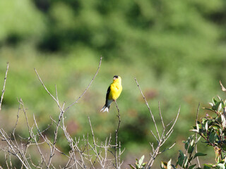 Male American Goldfinch Bird Perched on the Top of a Bush Stem on a Prairie Showing His Breeding Colors of Yellow and Black Feathers
