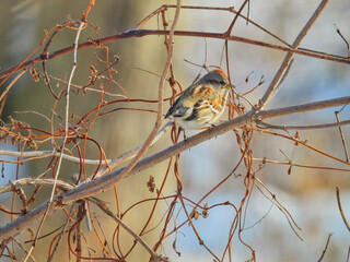 American Tree Sparrow on Branch: On a cold winter day an American tree sparrow perched on bare tree branch fluffs out its feathers to stay warm
