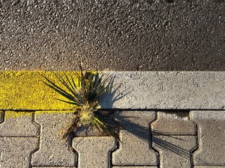 New junior palm tree growing inside yellow and white pavement stone on the main road