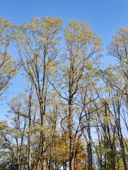 Early Autumn Landscape View: An early fall day reveals smaller trees in full fall color where taller trees stretch to a clear sky in full green leaves