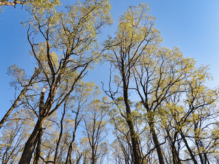 Fall Trees in the Sky: Looking upward to early autumn colored and very tall trees into a clear blue sky - a human's view of trees from the ground