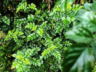 Beautiful green plant with green leaves in the background