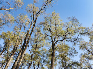 Fall Trees in the Sky: Looking upward to early autumn colored and very tall trees into a clear blue sky - a human's view of trees from the ground