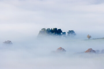 Trees emerging from banks of thick fog over rural farmland