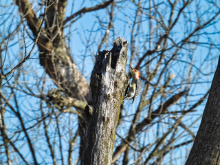 Fototapeta na wymiar Woodpecker Scaling a Dead Tree Trunk: A red-bellied woodpecker bird scales a dead tree trunk on a winter morning in search of food with a forest of bare trees behind him