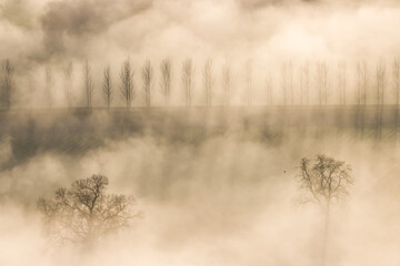 Line of trees surrounded by fog and long, late evening shadows