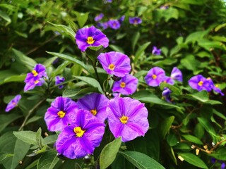 Beautiful violet viola flowers in spring with green leaves in the background