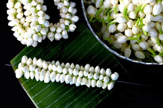 "Phuang malai" Making thai traditional garland. Beautiful fresh white jasmine garland with garland needle.