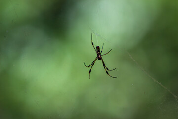 banana spider in a web 