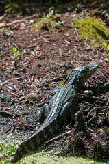 Alligator on the land 