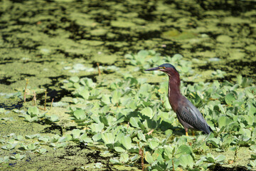 Bird in the swamp 