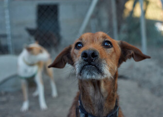 Brown dog with a collar in the dog shelter