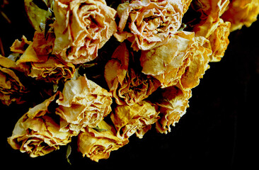Dried bunch of roses on black background.