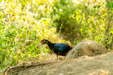 A duck that is foraging in the evening