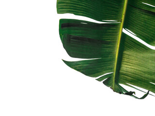 Close-up banana leaf on white background, isolated.