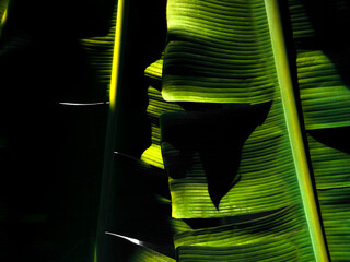 Close-up banana leafs, with low-key tone.