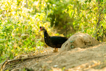 A duck that is foraging in the evening