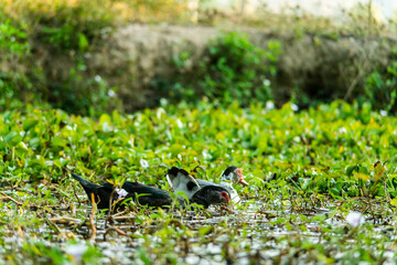 A duck that is foraging in the evening