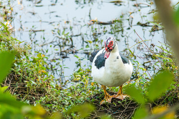 A duck that is foraging in the evening