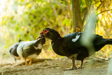 A duck that is foraging in the evening