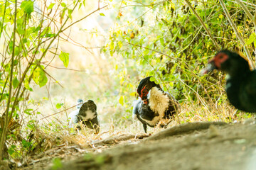 A duck that is foraging in the evening