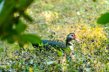A duck that is foraging in the evening