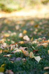 Autumn meadow and fallen leaves