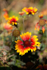 Red wildflowers in late autumn