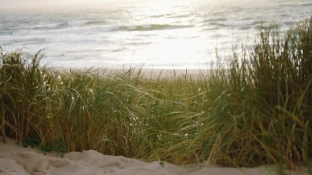 Green grass waving in the wind at the beach
