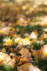 Ginkgo leaves all over the grass