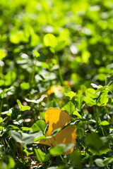 Clover and a ginkgo leaf