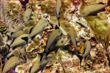 School of Bluestriped Grunts searching for food