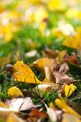 Ginkgo leaves on the grass