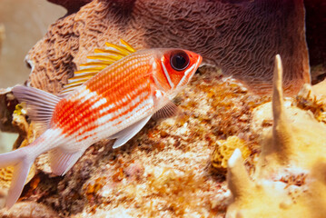 Longjaw Squirrelfish in Little Cayman