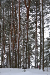 Pine forest in winter, slender trunks of tall conifers in the snow. Winter wonderland.