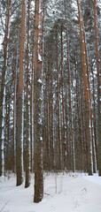 Pine forest in winter, slender trunks of tall conifers in the snow. Winter wonderland. Vertical panorama