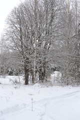 Fototapeta na wymiar Forest covered by snow in Winter Landscape
