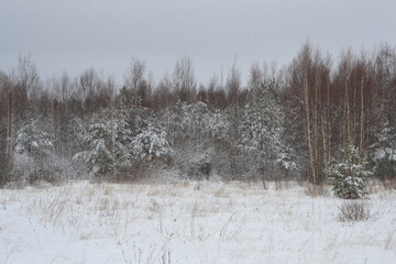 Winter forest landscape. Dark silhouettes of snow-covered bare trees in a winter forest on a cloudy day