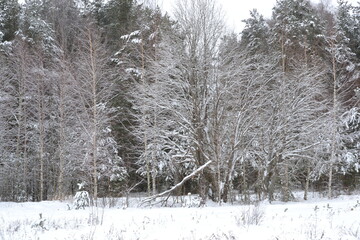 Winter Landscape With Snow Covered Pine Trees.