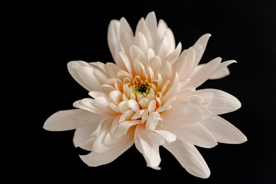 Fototapeta white flower isolated on black