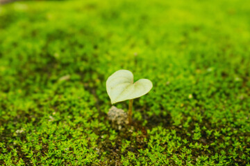 Moss texture. Beautiful green moss on the floor.Green mos close-up on ground and gravel.