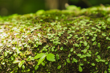 Moss texture. Beautiful green moss on the floor.Green mos close-up on ground and gravel.