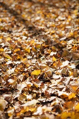 Ginkgo leaves covered with golden yellow