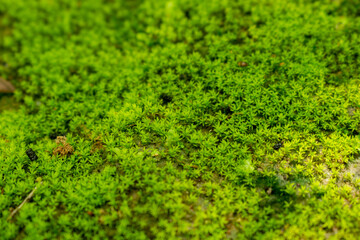 Moss texture. Beautiful green moss on the floor.Green mos close-up on ground and gravel.