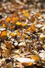 Ginkgo leaves covered with golden yellow