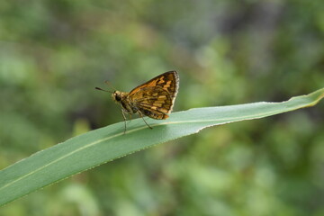 orange palm dart resting on a blade of grass, green bokeh background