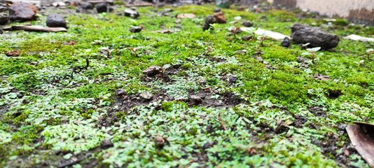 Moss on garden