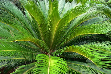 green cycad close up of fronds 