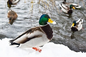 Duck on the river bank in the snow in winter, close-up