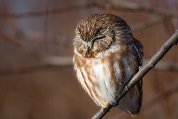 Northern Saw-Whet Owl